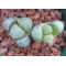 C270 - Plant